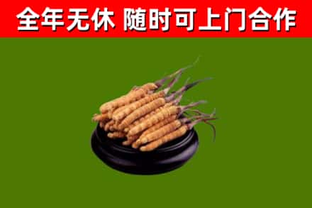 峨边回收冬虫夏草