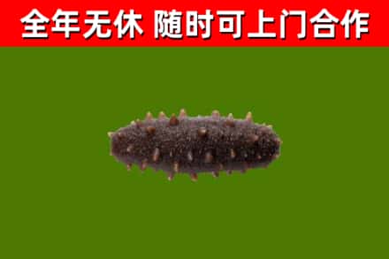 峨边回收海参干